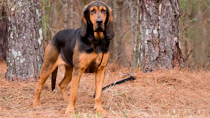 ищейка черно-красная картинка