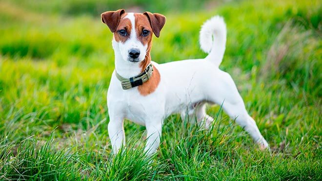 джек-погремушка-терьер