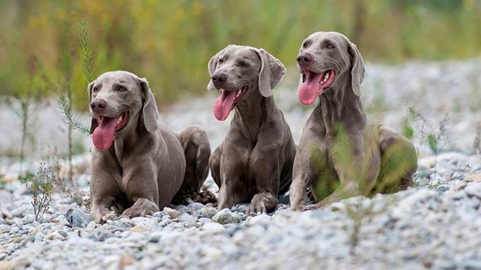 фото собак породы Веймарская легавая