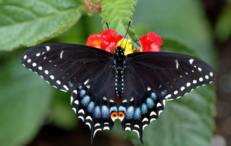 Бабочка Махаон: краткое описание, как выглядит, подвиды, где обитает, чем питается, интересные факты