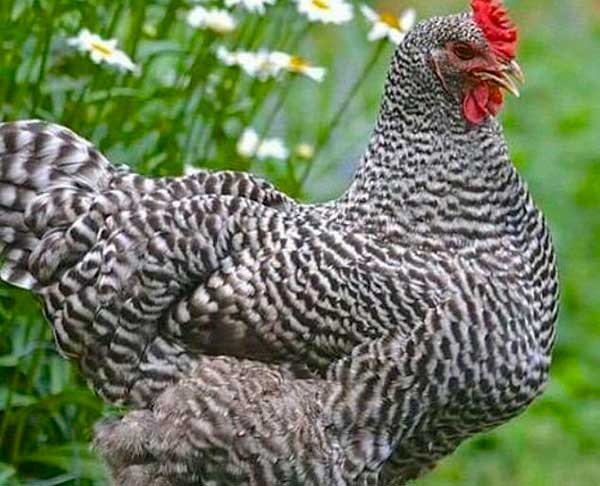 Цвет курицы темнее