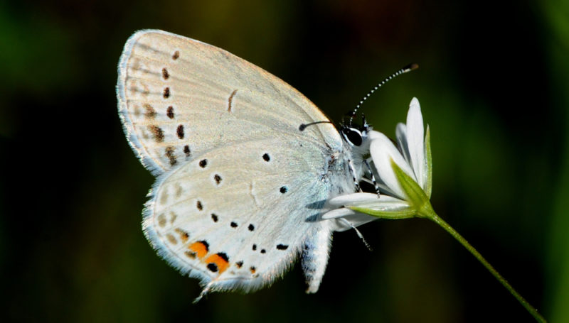 Голубянка:  описание насекомого, особенности, виды, среда обитания
