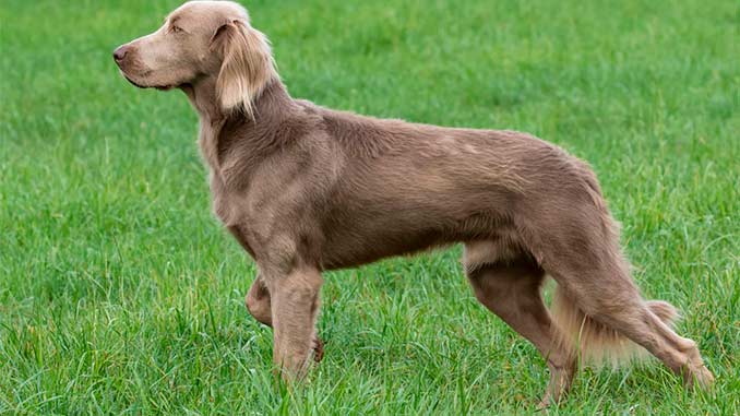 Веймарская легавая длинношерстная фото