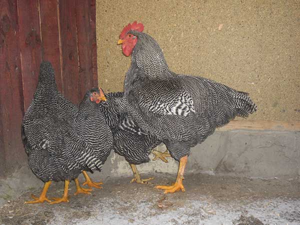 У них вкусное и питательное мясо