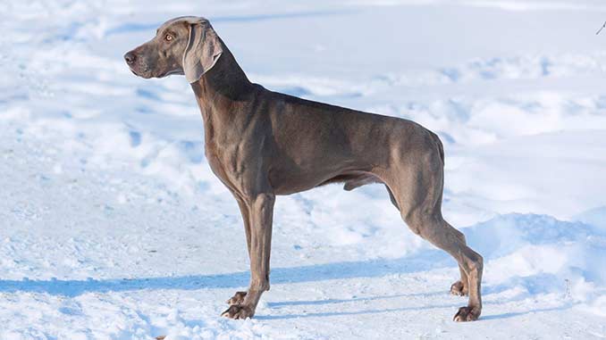 Веймарская легавая фото