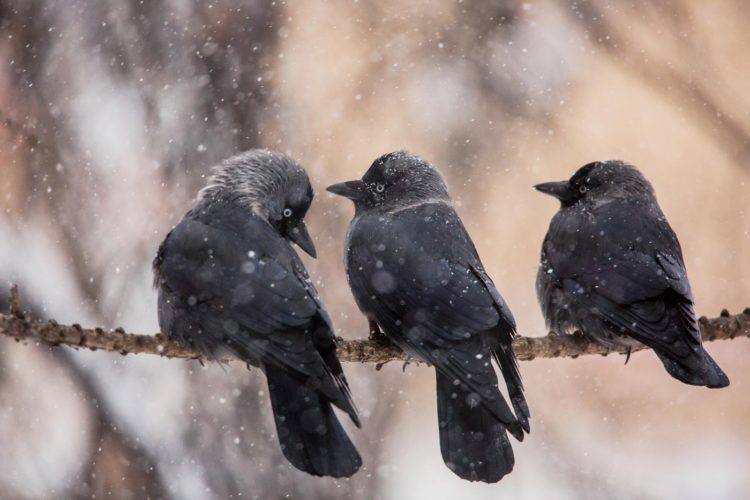 Описание птицы галки с ответом на вопрос: является ли она перелетной или нет