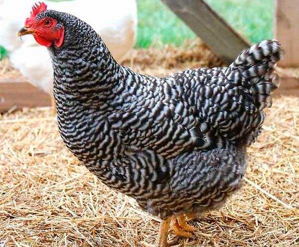 Курятник с подстилкой