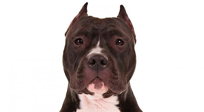 Американский стаффордширский терьер