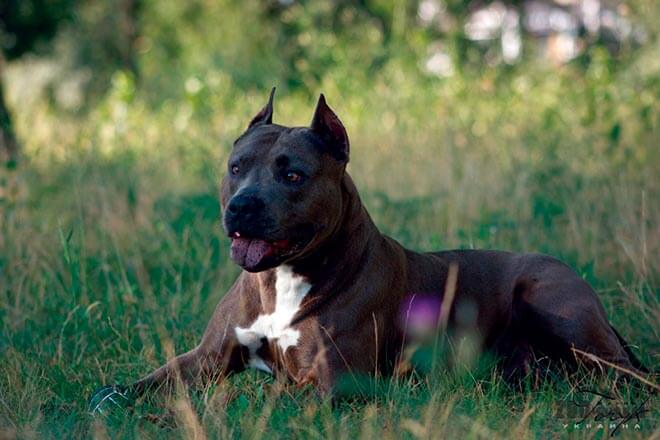 Американский стаффордширский терьер