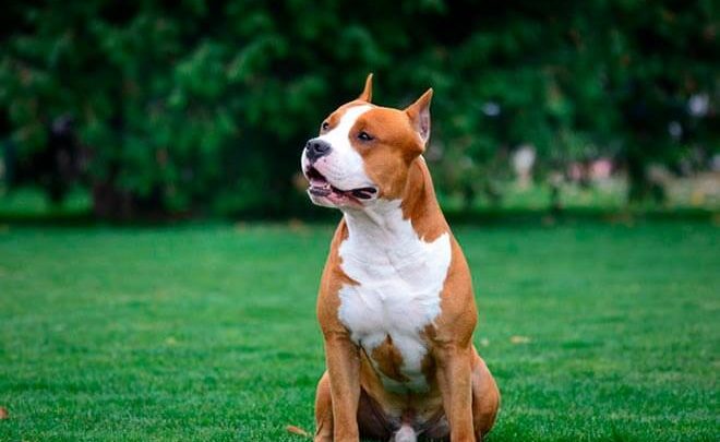 Американский стаффордширский терьер