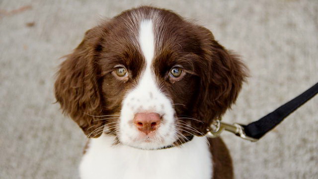 Английский спрингер-спаниель: как выглядит уэльский питомец, описание породы, а также в каком уходе нуждается собака