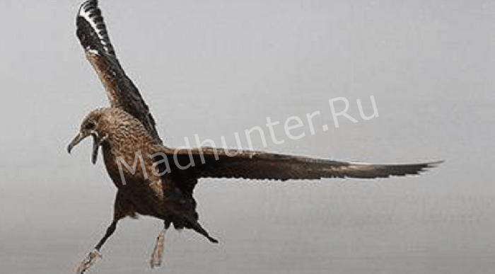 Ареал и места обитания поморника