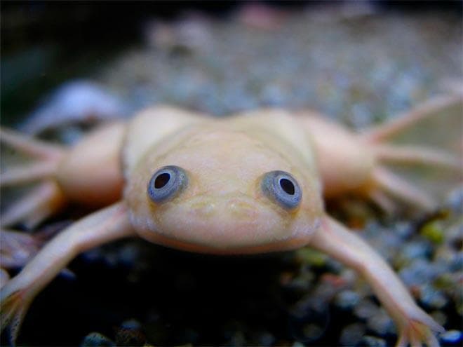 светлая шпорцевая лягушка светлая шпорцевая лягушка