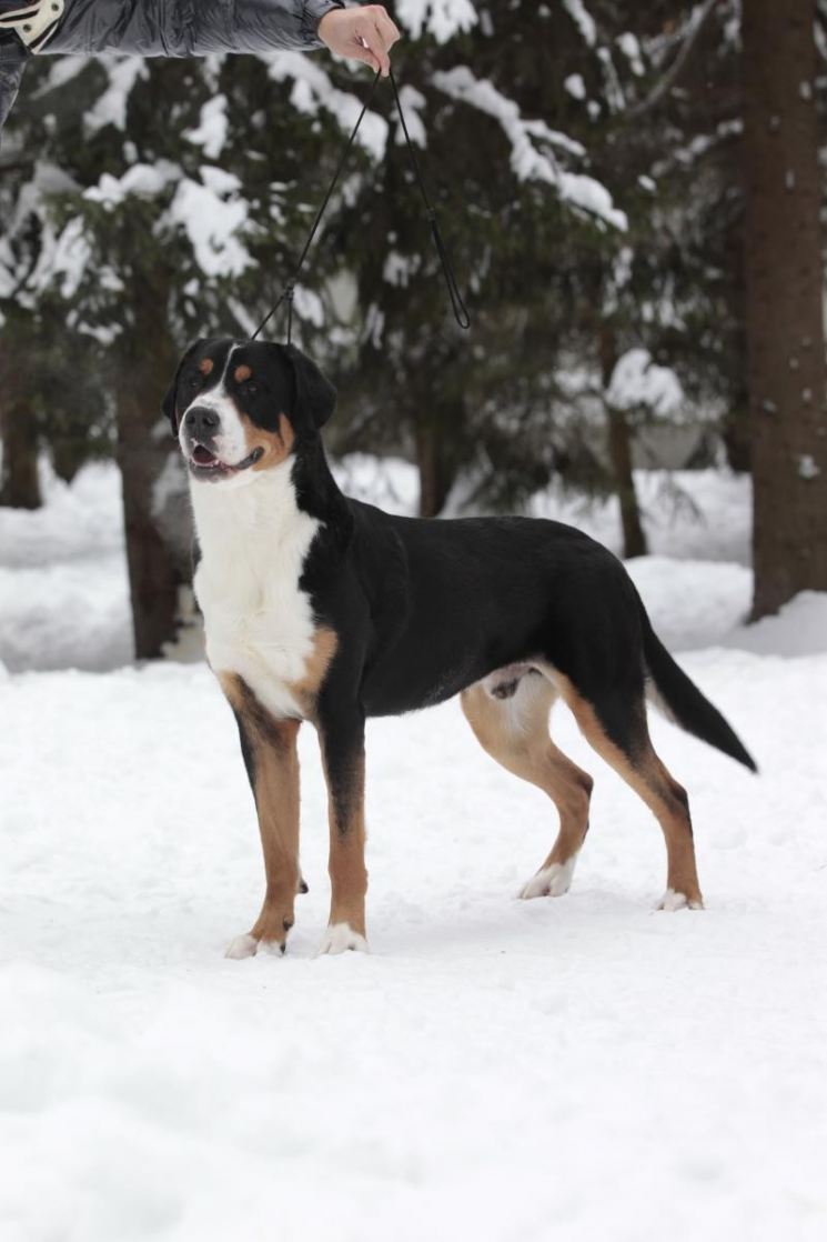 Большой швейцарский зенненхунд — описание породы