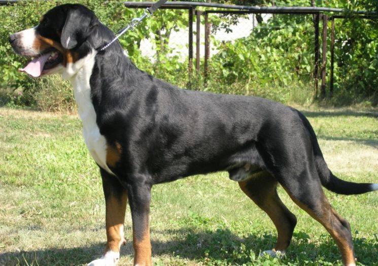 Большой швейцарский зенненхунд — описание породы