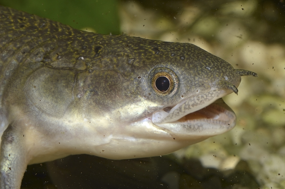 Полиптерус: сенегальский, эндлихера, дельгези, рыба дракон, аквариумный многопер, орнатипинис, альбинос (содержание, совместимость)