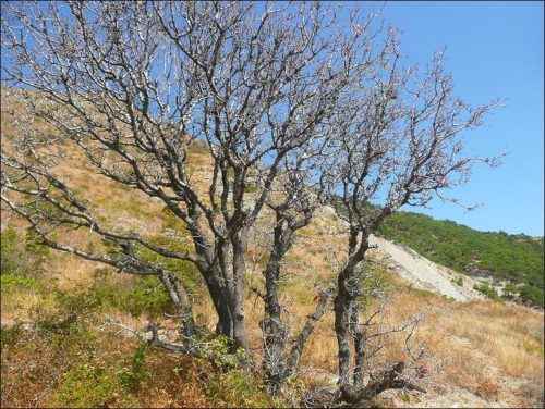 Красная книга России - примеры животных и растений