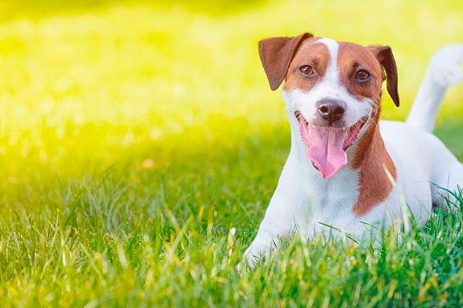 джек Рассел терьер