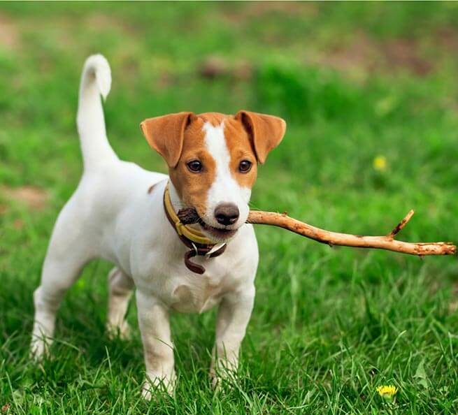 джек-погремушка-терьер