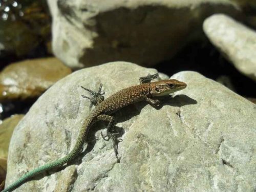 Красная книга Ставропольского края