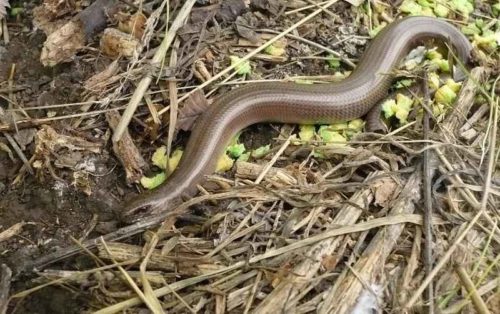 Красная книга Ставропольского края