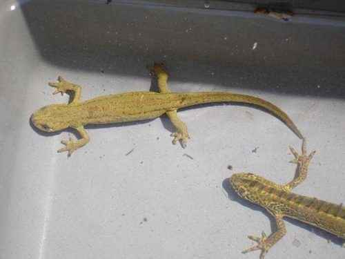 Животные, занесенные в Красную книгу Краснодарского края: названия, описание