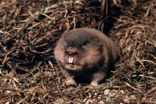 Грызуны: список видов с названиями