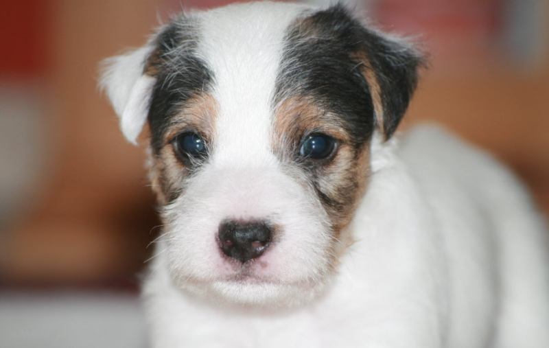 18 причин, почему от собак может плохо пахнуть