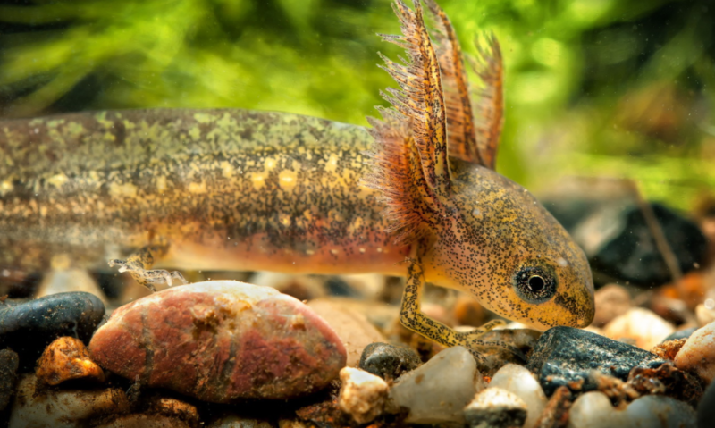 Тритон аквариумный: содержание в аквариуме с рыбками