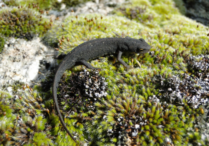 Тритон аквариумный: содержание в аквариуме с рыбками