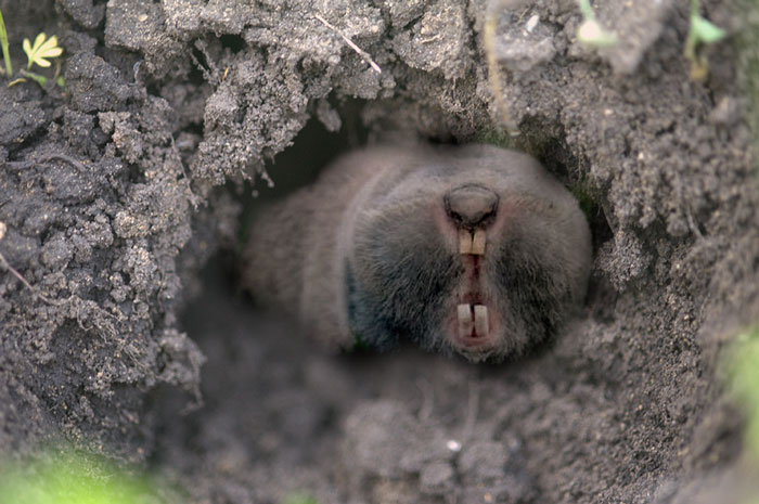 Как отличить слепыша от крота: строение тела, образ жизни и размножение животных