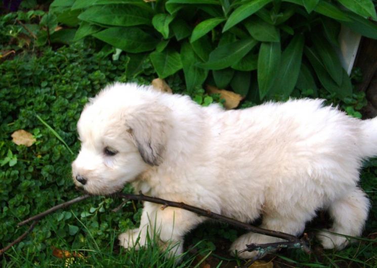 Южнорусская овчарка – описание породы, стандарты и особенности содержания