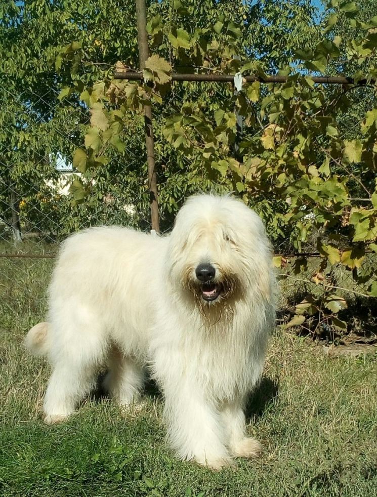 Южнорусская овчарка – описание породы, стандарты и особенности содержания