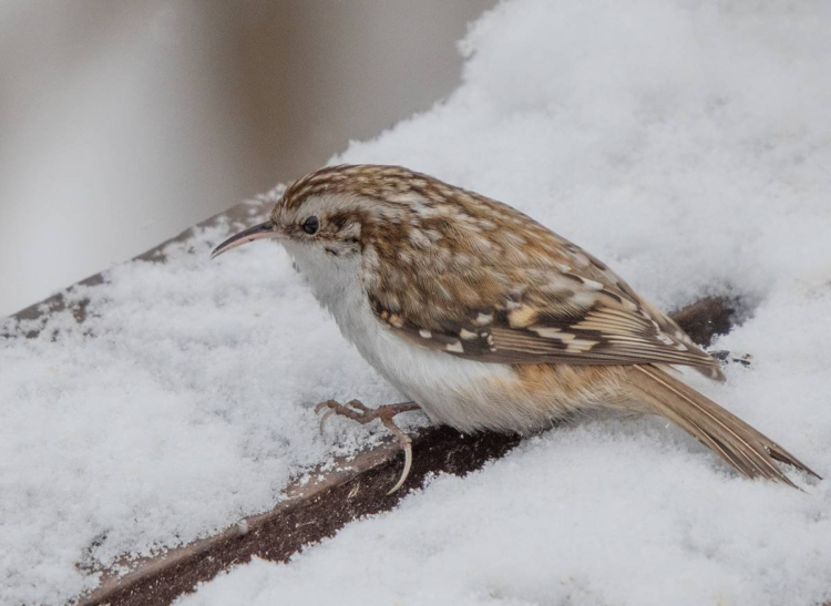Обыкновенная пищуха