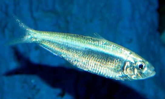 Красная книга Краснодарского края