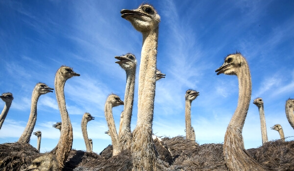 Особенности характера Африканского страуса