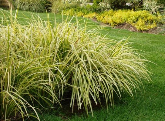 Крымские эндемичные растения и животные