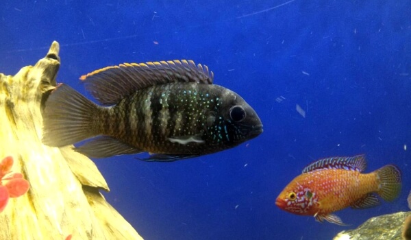 Где обитает акара