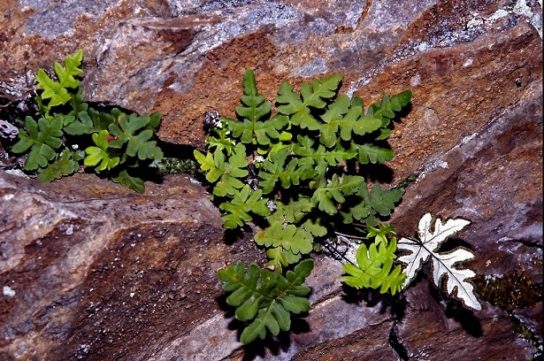 Животные, занесенные в Красную книгу Красноярского края - названия, описание