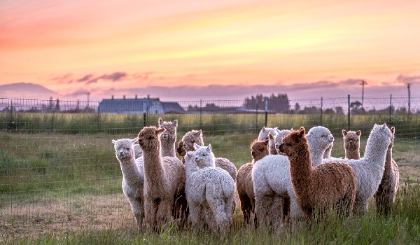Где живет альпака