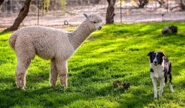 Альпаки враги