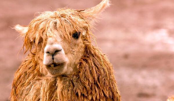 Особенности альпаки