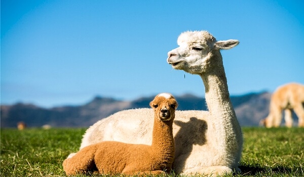 Разведение альпаки