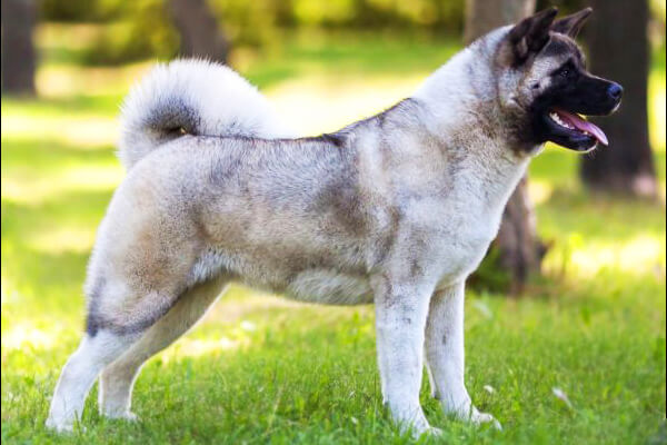 одиннадцать