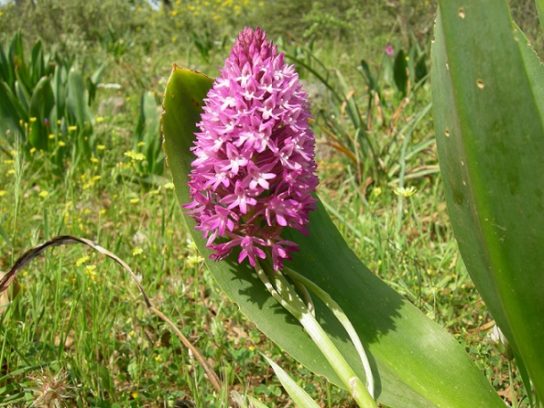 Красная книга Краснодарского края