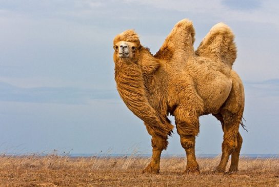 Животные пустыни и их удивительные механизмы приспособления