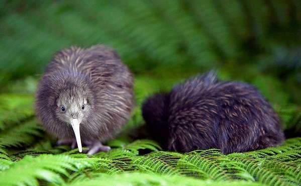 Киви-птица-описание-особенности-виды-образ жизни-и-среда обитания-киви-птица-11