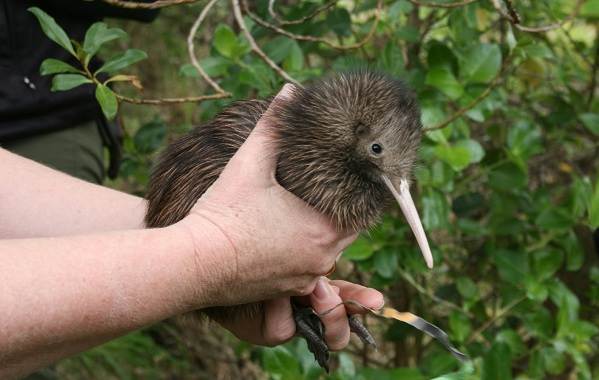 Киви-птица-описание-особенности-виды-образ жизни-и-среда обитания-киви-птица-12
