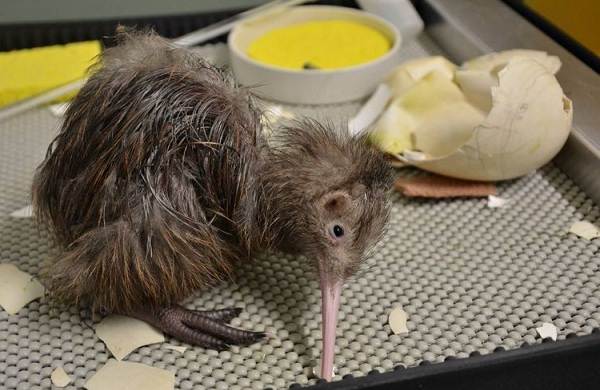 Описание-особенности-вида-образа жизни-и-среды обитания-киви-птицы-13