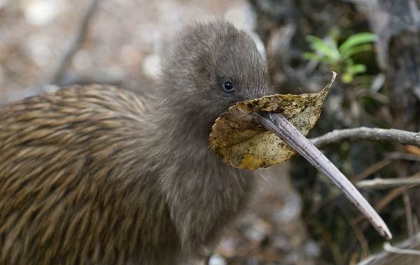 Описание-особенности-вида-образа жизни-и-среды обитания-киви-птицы-14